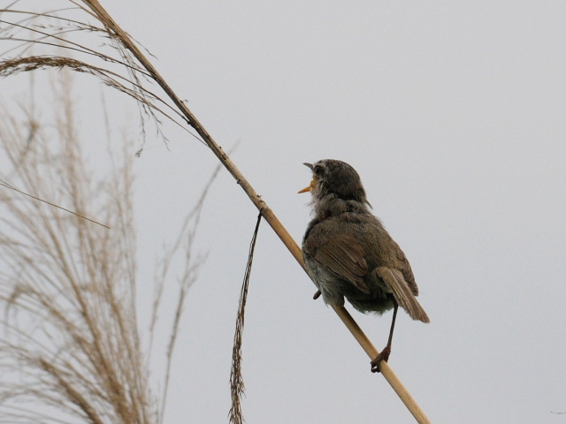 ③ ウグイス ♂　成鳥　背割堤　八幡市　2012/06/24　Photo by Kohyuh