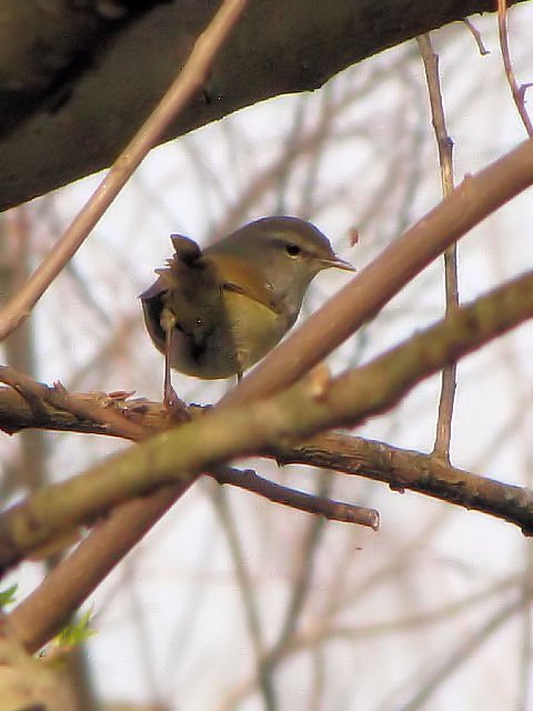 D EOCX@@s@@2010/03/14@Photo by Kohyuh