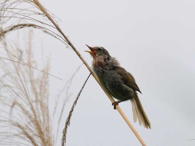 ④ ウグイス ♂　成鳥　背割堤　八幡市　2012/06/24　Photo by Kohyuh