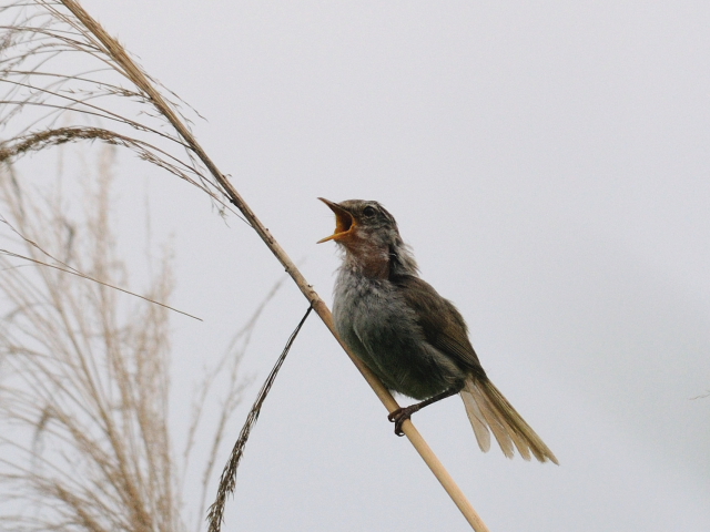 ⑤ ウグイス ♂　成鳥　背割堤　八幡市　2012/06/24　Photo by Kohyuh