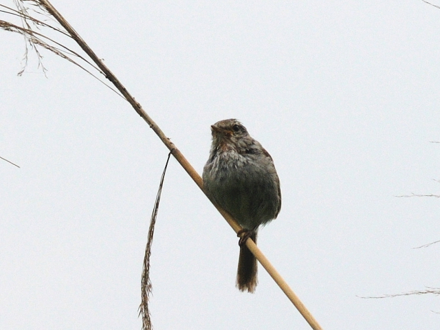 ⑥ ウグイス ♂　成鳥　背割堤　八幡市　2012/06/24　Photo by Kohyuh