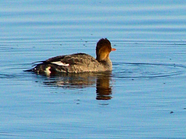 E~E~ACT @ @݌΁@H@kC@2008/02/02@Photo by Kohyuh