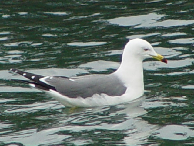 @ E~lR@@ĉH@s{@{Îs@V@ 2004/02/14@Photo by Kohyuh