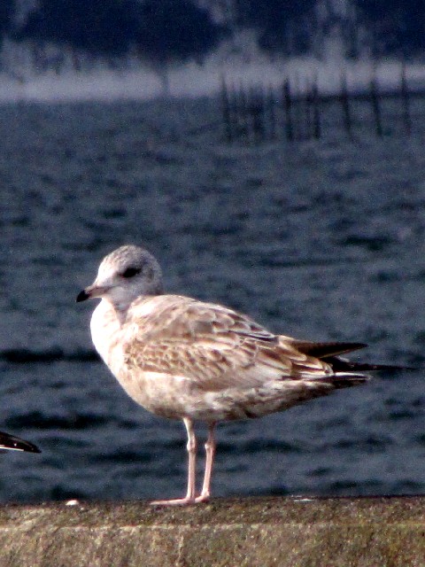 B E~lR@ᒹ@~H@Ζk@`@2011/01/20@Photo by Kohyuh