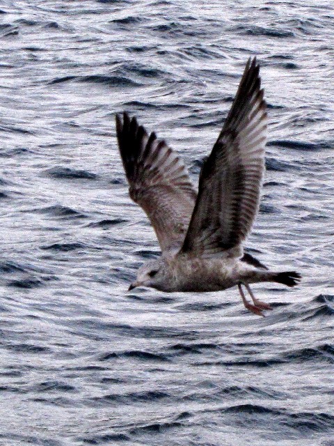 C E~lR@ᒹ@~H@Ζk@`@2011/01/20@Photo by Kohyuh