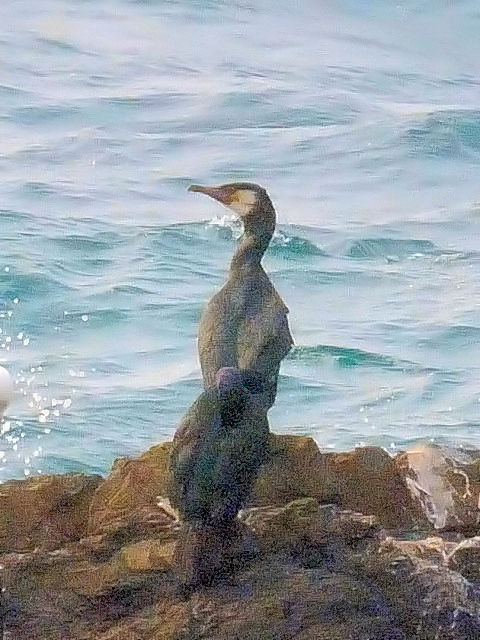 ① ウミウ　成鳥　夏羽　天草西海岸　下田　2011/04/11　Photo by Kohyuh