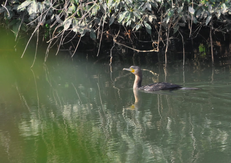 ウミウ　若鳥 （５態-1） さくら公園　八幡市 2016/03/13-03/18　Photo by Takase