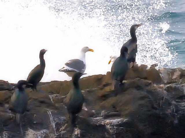 ② ウミウ　成鳥　夏羽　天草西海岸　下田　2011/04/11　Photo by Kohyuh