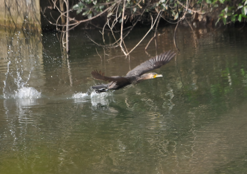 ウミウ　若鳥 （５態-2） さくら公園　八幡市 2016/03/13-03/18　Photo by Takase