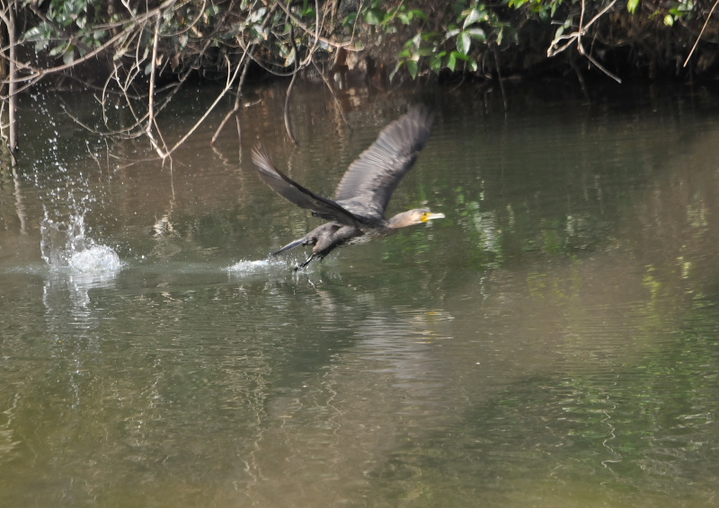 ウミウ　若鳥 （５態-3） さくら公園　八幡市 2016/03/13-03/18　Photo by Takase