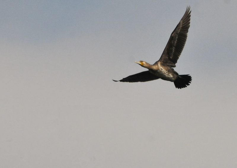 ウミウ　若鳥 （５態-4） さくら公園　八幡市 2016/03/13-03/18　Photo by Takase