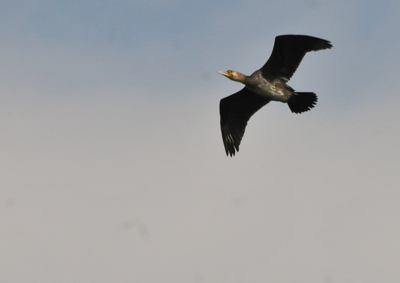 ウミウ　若鳥 （５態-5） さくら公園　八幡市 2016/03/13-03/18　Photo by Takase