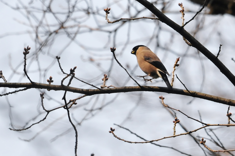 ウソ ♀　石清水八幡宮周辺　男山　八幡市　2015/03/13　Photo by Takase