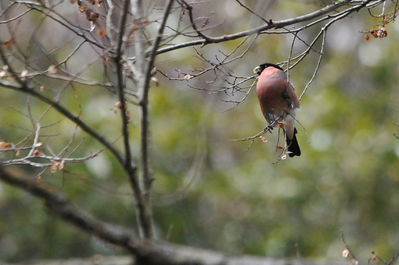アカウソ ♂　くろんど池　交野市　2015/02/06　Photo by Takase