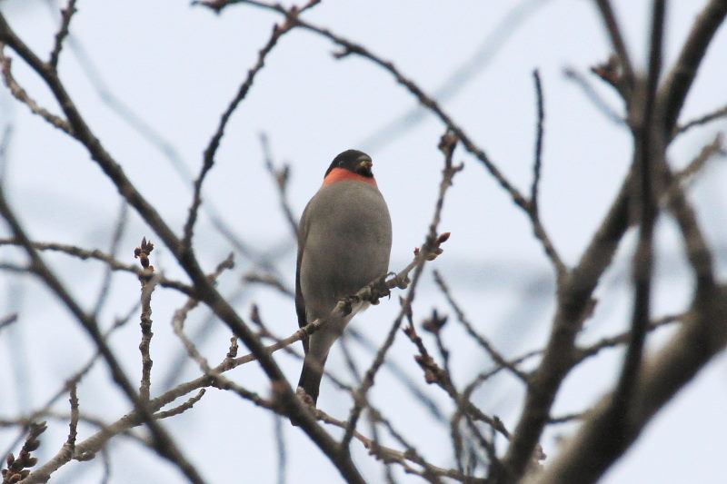 ウソ ♂　（２態-1）　甘南備山のいろんなウソたち　八幡市　2015/03/12　Photo by manda