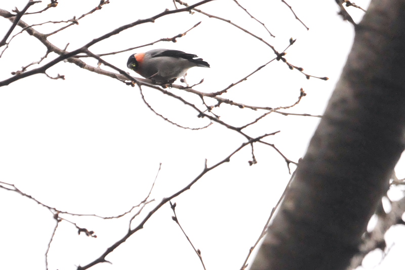 ウソ ♂　石清水八幡宮周辺　男山　八幡市　2015/03/16　Photo by Takase