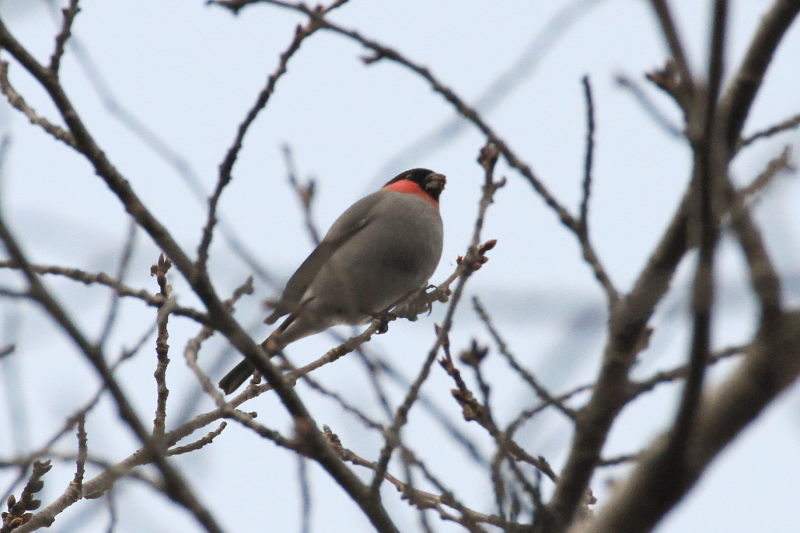 ウソ ♂　（２態-2）　甘南備山のいろんなウソたち　八幡市　2015/03/12　Photo by manda
