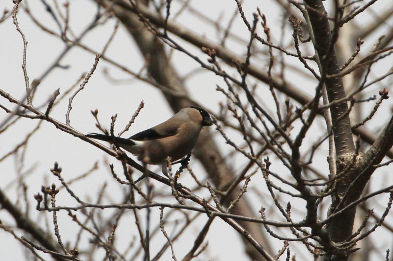ウソ ♀　甘南備山のいろんなウソたち　八幡市　2015/03/12　Photo by manda