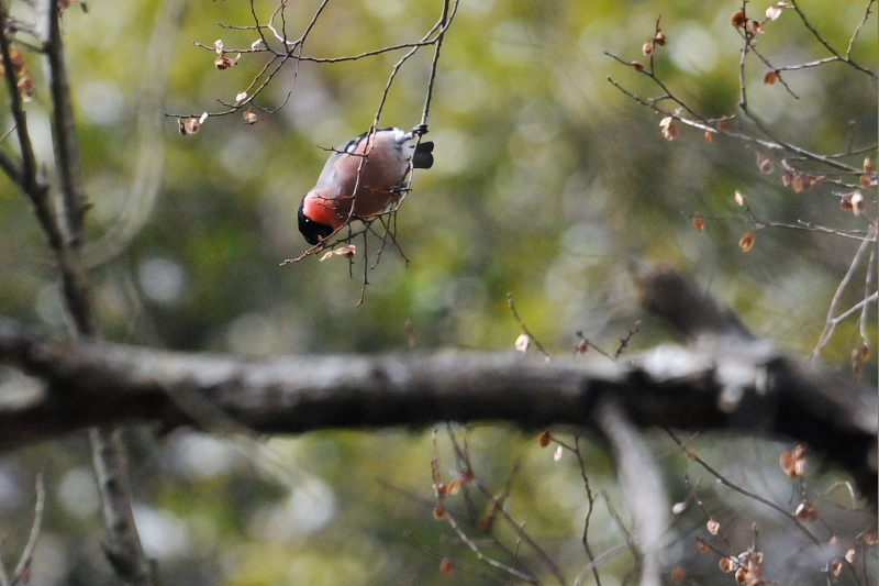 アカウソ ♂　くろんど池　交野市　2015/02/06　Photo by Takase