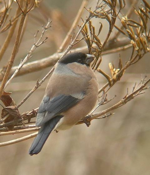A E\ @s@r@2007/01/12@ Photo by Takayama