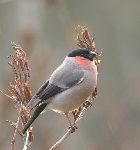 @ E\ @s@r@2007/01/12@ Photo by Takayama