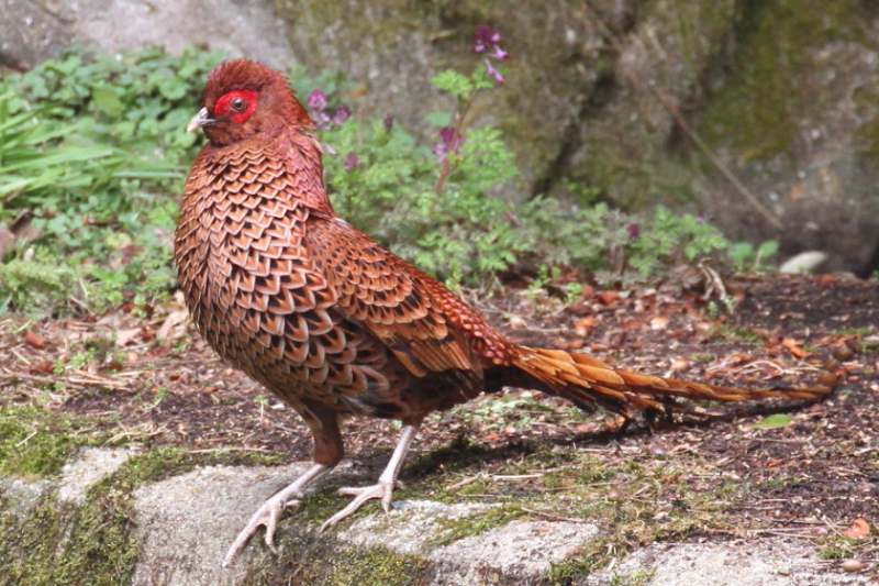① ウスアカヤマドリ ♂　成鳥　交野市　2013/03/29　Photo by Manda　（写真提供：　萬田）