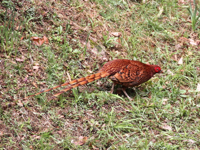 ② ウスアカヤマドリ ♂　成鳥　交野市　2013/03/29　Photo by Manda　（写真提供：　萬田）