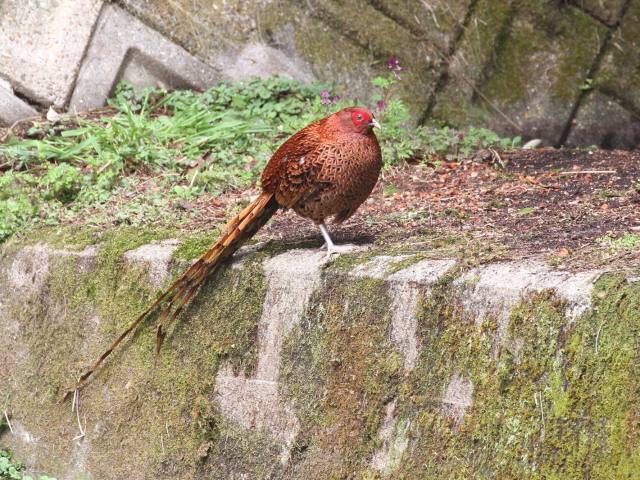 ③ ウスアカヤマドリ ♂　成鳥　交野市　2013/03/29　Photo by Manda　（写真提供：　萬田）