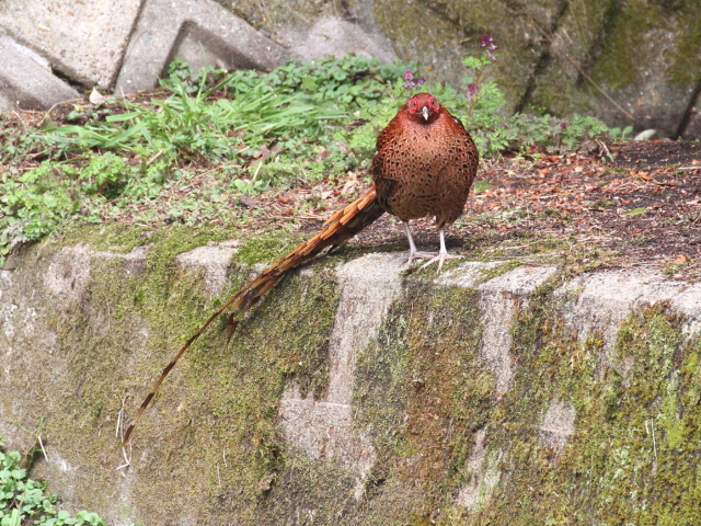 ④ ウスアカヤマドリ ♂　成鳥　交野市　2013/03/29　Photo by Manda　（写真提供：　萬田）