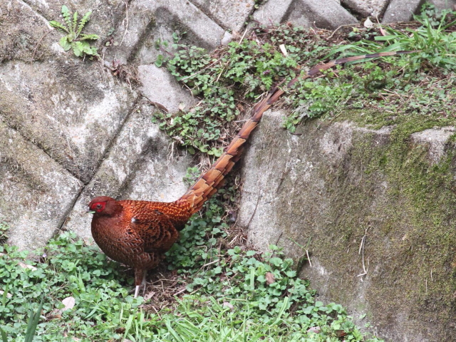 ⑤ ウスアカヤマドリ ♂　成鳥　交野市　2013/03/29　Photo by Manda　（写真提供：　萬田）