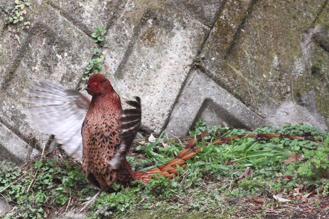 ⑦ ウスアカヤマドリ ♂　成鳥　交野市　2013/03/29　Photo by Manda　（写真提供：　萬田）