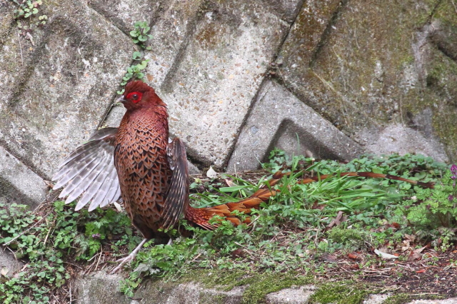 ⑧ ウスアカヤマドリ ♂　成鳥　交野市　2013/03/29　Photo by Manda　（写真提供：　萬田）