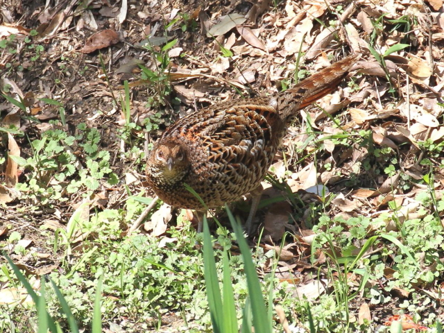 ⑧-３　ウスアカヤマドリ ♀　成鳥　交野市　2013/04/04　Photo by Manda