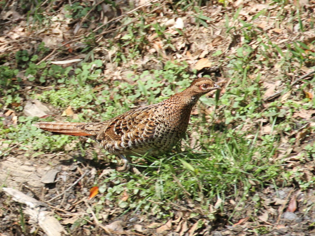 ⑧-２　ウスアカヤマドリ ♀　成鳥　交野市　2013/04/04　Photo by Manda
