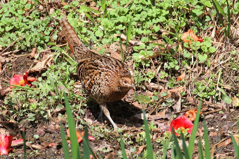 ⑧-１　ウスアカヤマドリ ♀　成鳥　交野市　2013/04/04　Photo by Manda