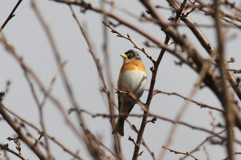 アトリ （２態-1）　内里　八幡市　2015/01/25　Photo by manda
