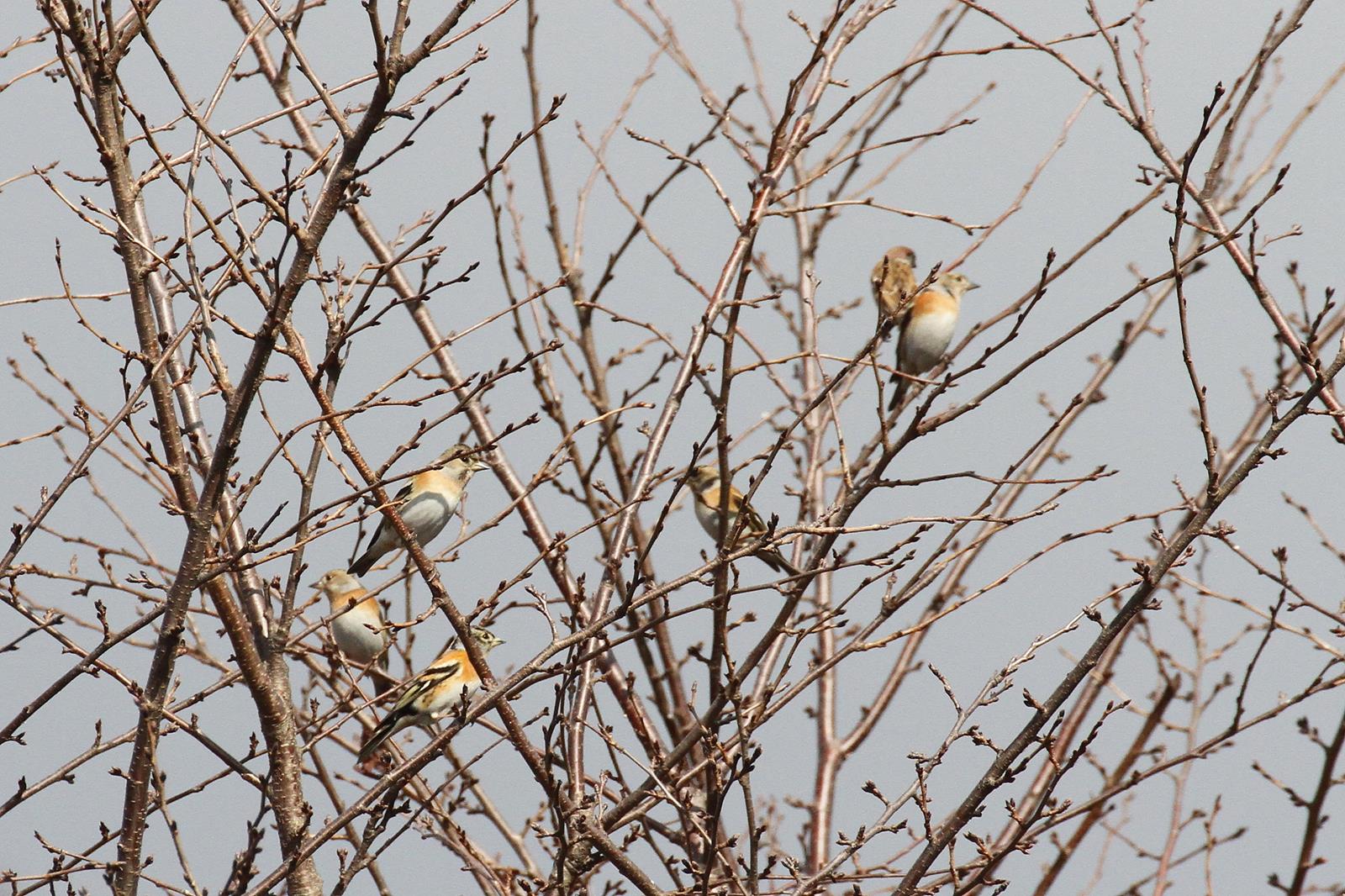 アトリ （２態-2）　内里　八幡市　2015/01/25　Photo by manda