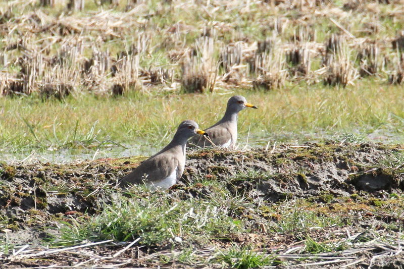 ケリ　内里　八幡市　2015/01/25　Photo by manda