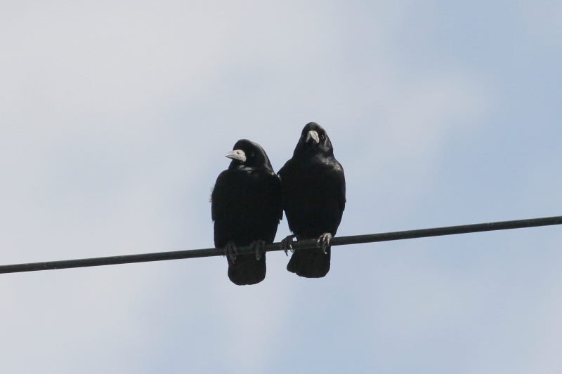ミヤマガラス （２態-1）　内里　八幡市　2015/01/25　Photo by manda
