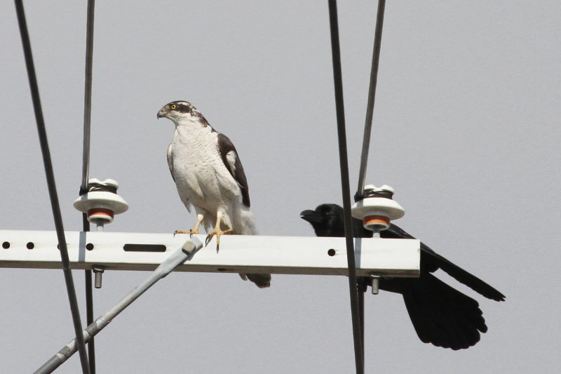オオタカとカラス （５態-1）