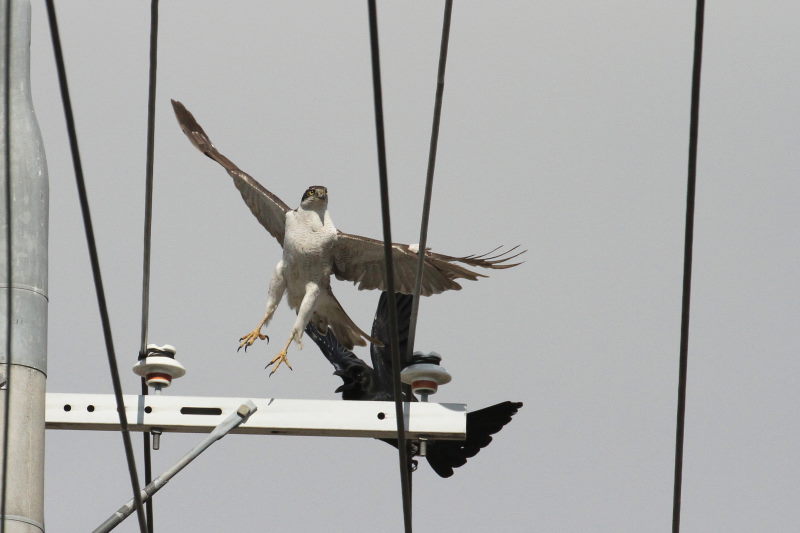 オオタカとカラス （５態-2）