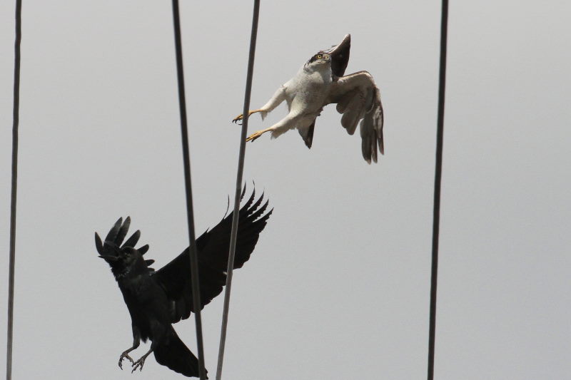 オオタカとカラス （５態-3）