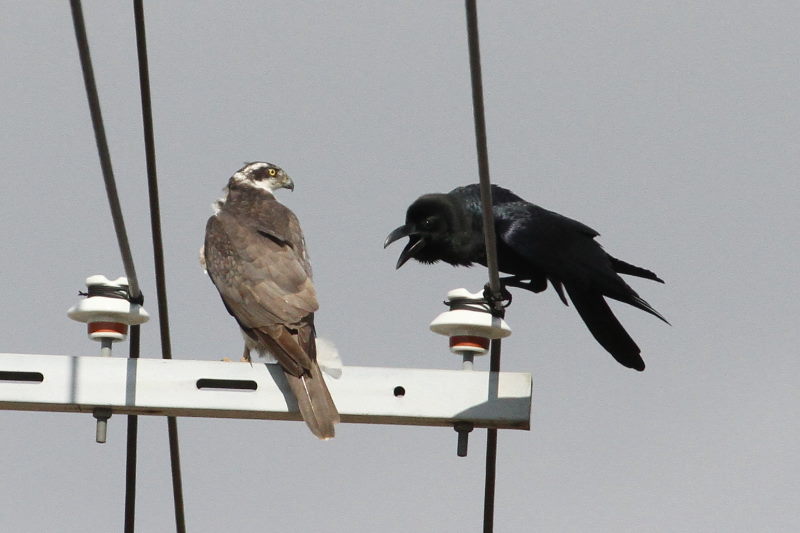 オオタカとカラス （５態-4）
