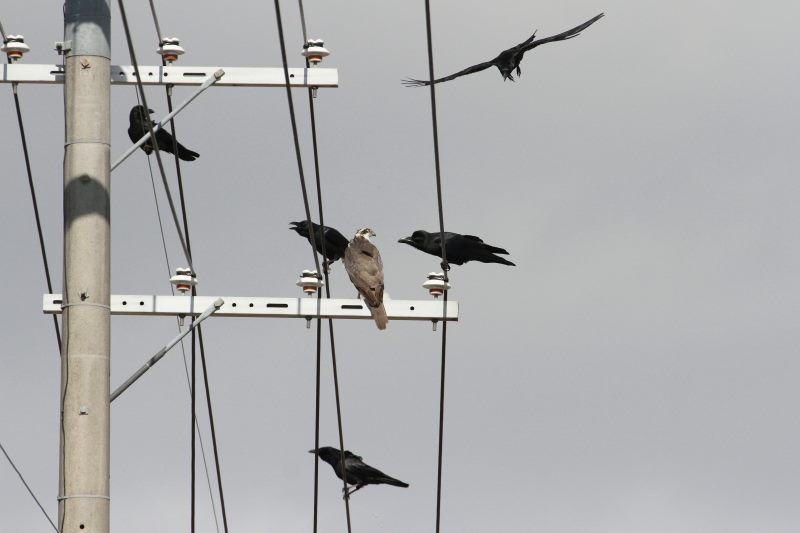 オオタカとカラス （５態-5）