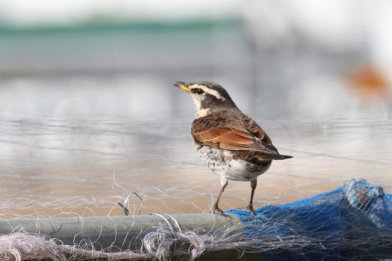 ツグミ　内里　八幡市　2015/01/25　Photo by manda