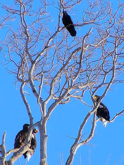 A ^KXƃIIV@Eg@kC@2008/02/04@Photo by Kohyuh