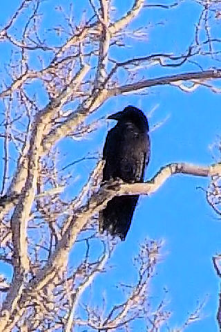 @-1 ^KX@@Egߍx@kC@2008/02/04@Photo by Kohyuh