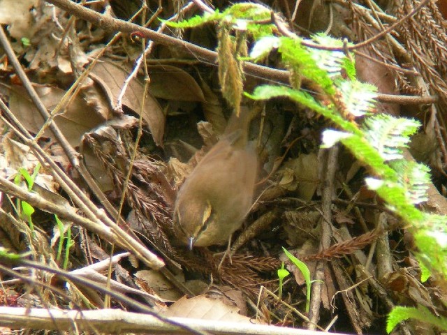 @ uT@s@jR@2007/04/14@ Photo by Takayama