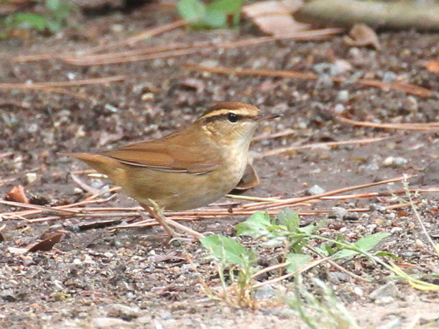 A uT@@s@@2013/04/17@ Photo by Manda