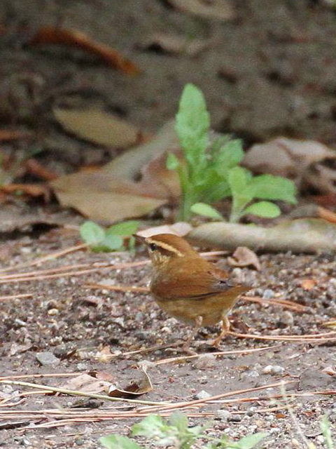 C uT@@s@@2013/04/17@ Photo by Manda